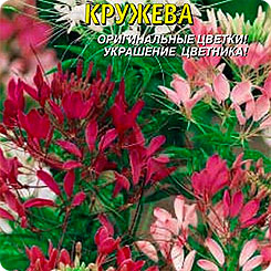Клеома Кружева, Смесь, 0,2 г Клеома Кружева, Смесь, 0,2 г