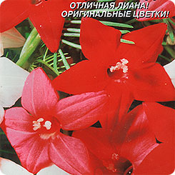 Ипомея Квамоклит Мерцающие звезды, Смесь, 10 шт. Ипомея Квамоклит Мерцающие звезды, Смесь, 10 шт.