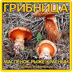 Грибница субстрат микоризный Масленок Рыже-красный, 1 л Грибница субстрат микоризный Масленок Рыже-красный, 1 л