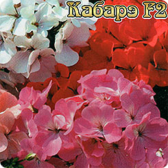 Пеларгония зональная Кабарэ F2, 5 шт. Platinum Пеларгония зональная Кабарэ F2, 5 шт. Platinum