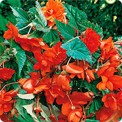 Бегония PENDULA ORANGE, 3 шт. Бегония PENDULA ORANGE, 3 шт.