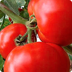 Томат Мирсини F1, 10 шт. Seminis Томат Мирсини F1, 10 шт. Seminis