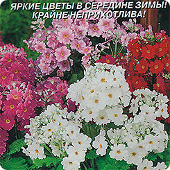 Примула каскадная Яркая смесь, 18 шт. Примула каскадная Яркая смесь, 18 шт.