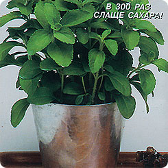 Стевия Сладкая трава, 10 шт. Стевия Сладкая трава, 10 шт.