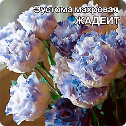 Эустома Жадеит, 5 шт. Эустома Жадеит, 5 шт.