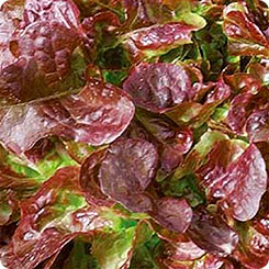 Салат Вулсини, 20 шт. Seminis Салат Вулсини, 20 шт. Seminis