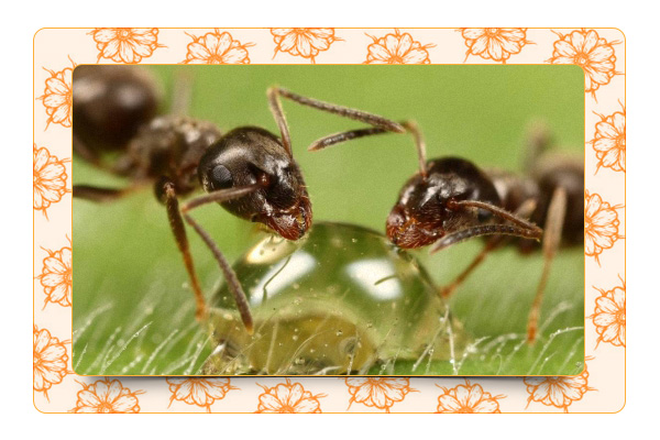 Как бороться с муравьями на садовом участке?