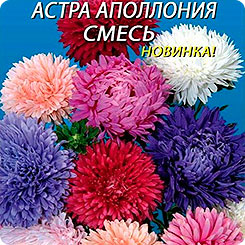 Астра Аполлония, Смесь, 0,2 г Астра Аполлония, Смесь, 0,2 г