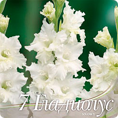 Гладиолус гофрированный SNOWY RUFFLE, 7 шт. Гладиолус гофрированный SNOWY RUFFLE, 7 шт.