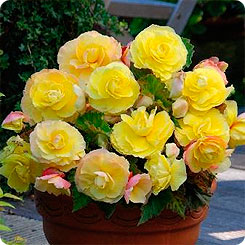 Бегония SUPERBA YELLOW, 3 шт. Бегония SUPERBA YELLOW, 3 шт.
