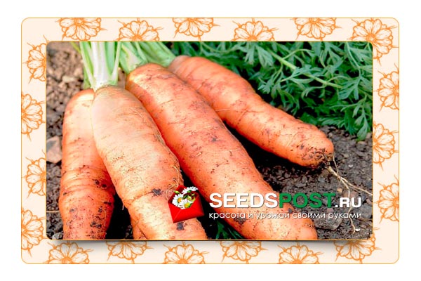 Как вырастить крупную морковь?