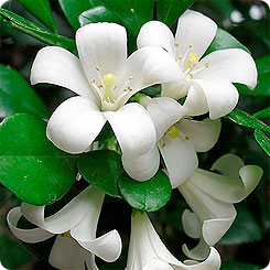 Муррайя Иноземная, 0,5 г (≈ 5 шт.) Муррайя Иноземная, 0,5 г (≈ 5 шт.)