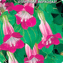 Азарина лазающая Розовая, 10 шт. Азарина лазающая Розовая, 10 шт.