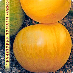 Томат Хуан-Ю, 10 шт. Реликтовые томаты