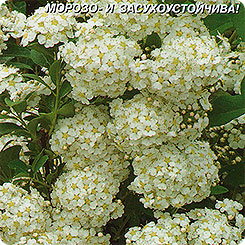 Спирея Фрица, 0,03 г Спирея Фрица, 0,03 г