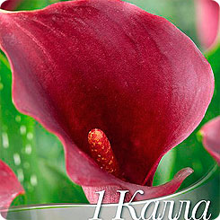 Калла CAPTAIN RENO, 1 шт. Калла CAPTAIN RENO, 1 шт.