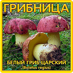 Грибница субстрат микоризный Белый гриб Царский, 1 л Грибница субстрат микоризный Белый гриб Царский, 1 л