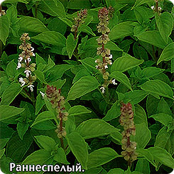 Базилик Аромат Лимона (Для кулинарии), 0,2 г Базилик Аромат Лимона (Для кулинарии), 0,2 г