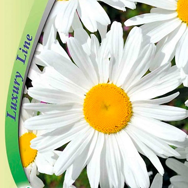 Нивяник крупноцветковый Мечта садовника, 0,1 г Luxury Line