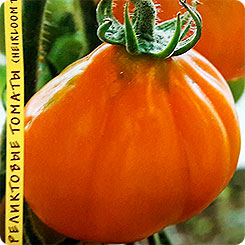 Томат Желтый узелок, 10 шт. Реликтовые томаты