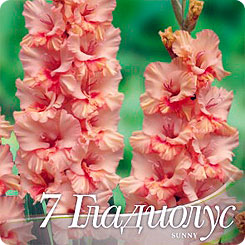 Гладиолус гофрированный SUNNY RUFFLE, 7 шт. Гладиолус гофрированный SUNNY RUFFLE, 7 шт.