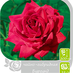 Роза чайно-гибридная БУРГУНД, 1 шт. NEW