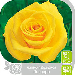 Роза чайно-гибридная ЛАНДОРА, 1 шт. NEW