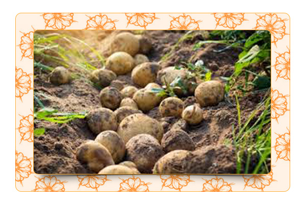 Разные способы выращивания картофеля