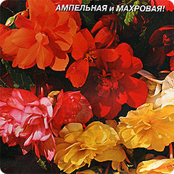 Бегония ампельная клубневая Шансон, Смесь, 10 драже Бегония ампельная клубневая Шансон, Смесь, 10 драже