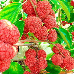 Кудрания Триостренная, 0,5 г (≈ 15 шт.) Кудрания Триостренная, 0,5 г (≈ 15 шт.)